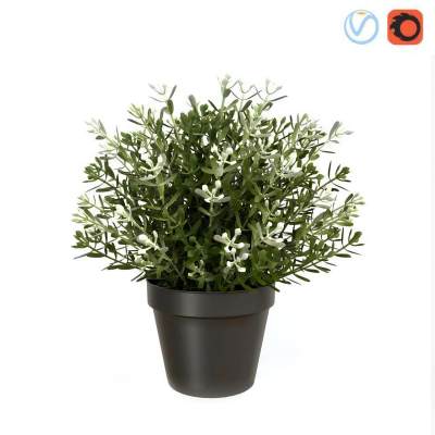 北欧植物绿植 小盆栽